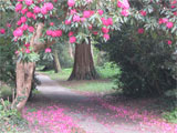 Picture of rhododendrons